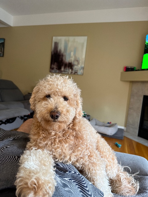 Lost Cavapoo apricot named Lucky in Calgary