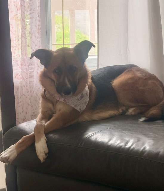 Lost Berger Allemand feu named Mavie in Saint-Jean-sur-Richelieu