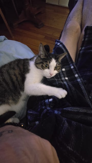 Lost Tabby gris et blanc named Coco in Saint-Jean-sur-Richelieu