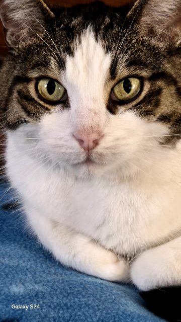 Lost Tabby dos gris et le retanblanc named Coco in Saint-Jean-sur-Richelieu