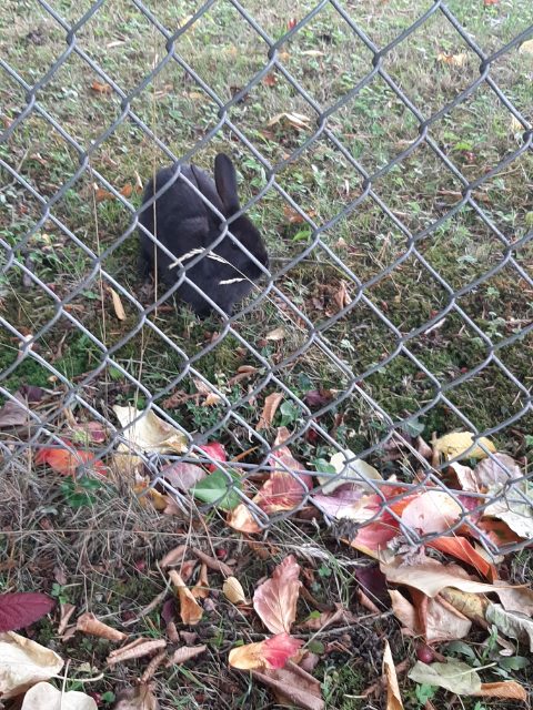 Found Black rabbit has been hanging out inside the yard on the corner. Not sure if wild or escaped pet? House residents also seem unsure and unable to take it in black in Vancouver