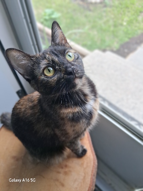 Lost TortoiseShell black brown orange white named Luna in Winnipeg