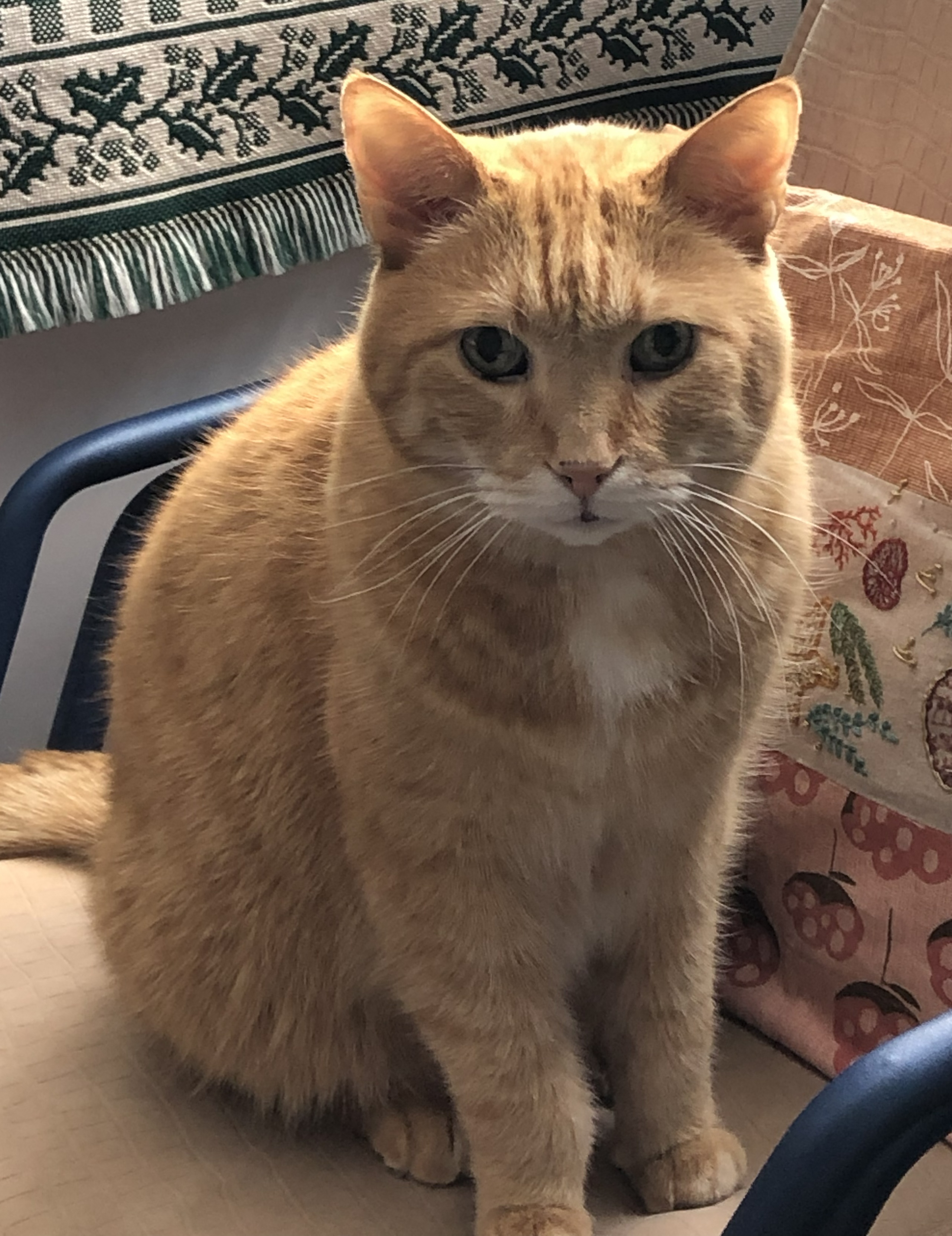 Cinnamon