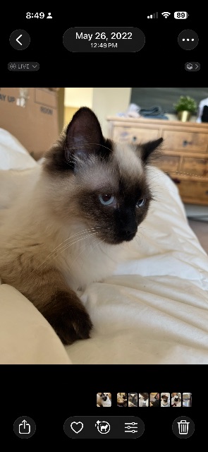Lost Munchkin ragdoll white with brown tips named Luna in Okotoks