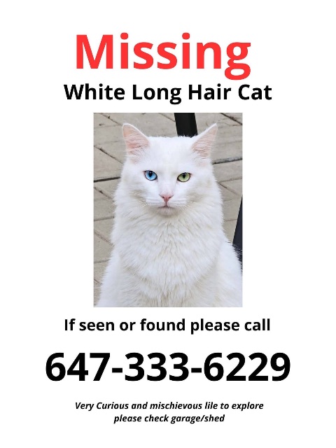 Lost Cat white long hair named Shithead in Whitby