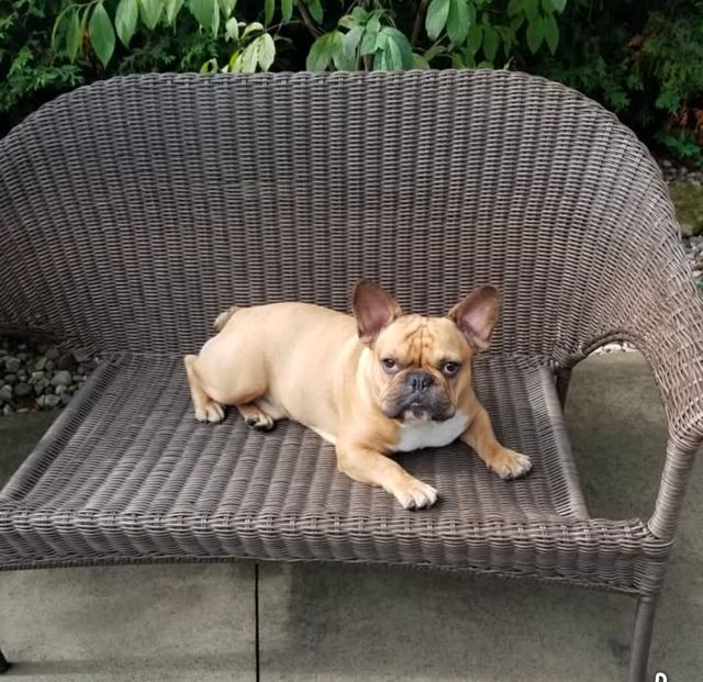 Lost Bouledogue Français brun clair named Tobias in Blainville