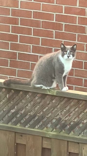 Found White and Grey, no collar in Oakville