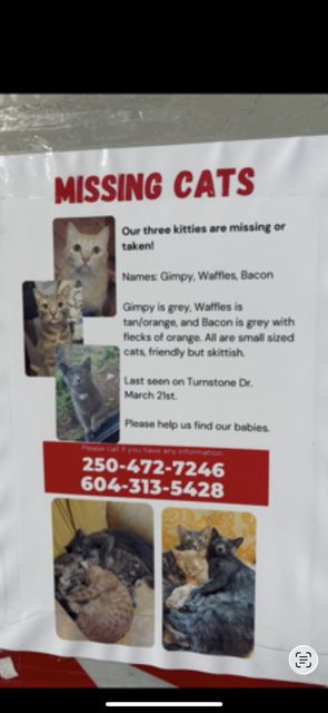 Lost Cat named Gimpy in Victoria