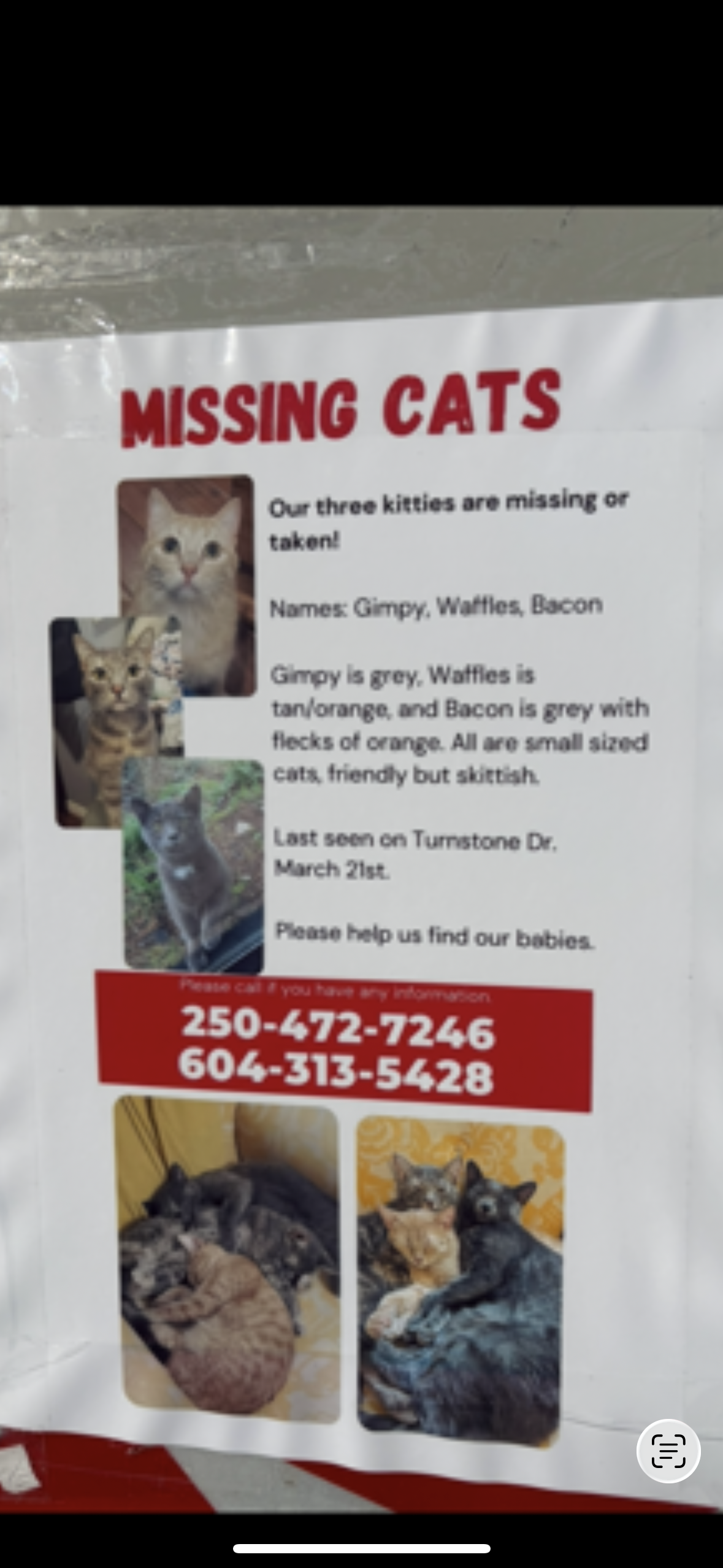 Lost Cat tan/orange named Waffles in Victoria bc