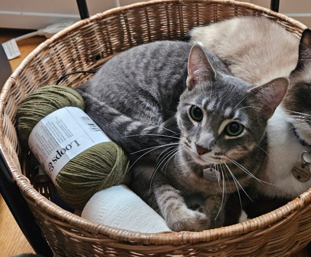 Lost Domestic Short Hair grey named Herbie (Herbert) in Edmonton