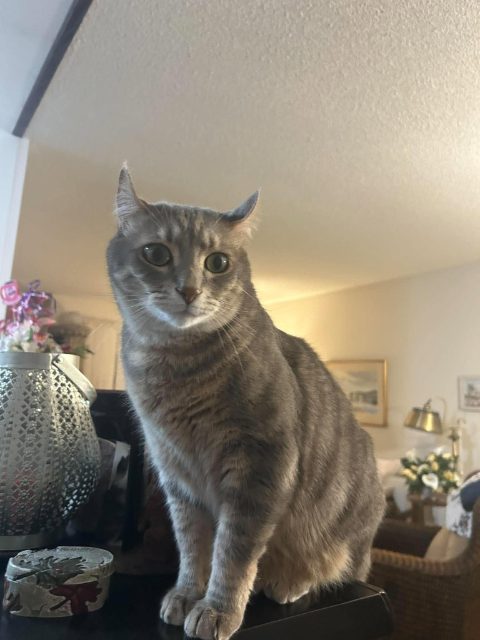 Lost Cat grey tabby named Lynx in Newmarket
