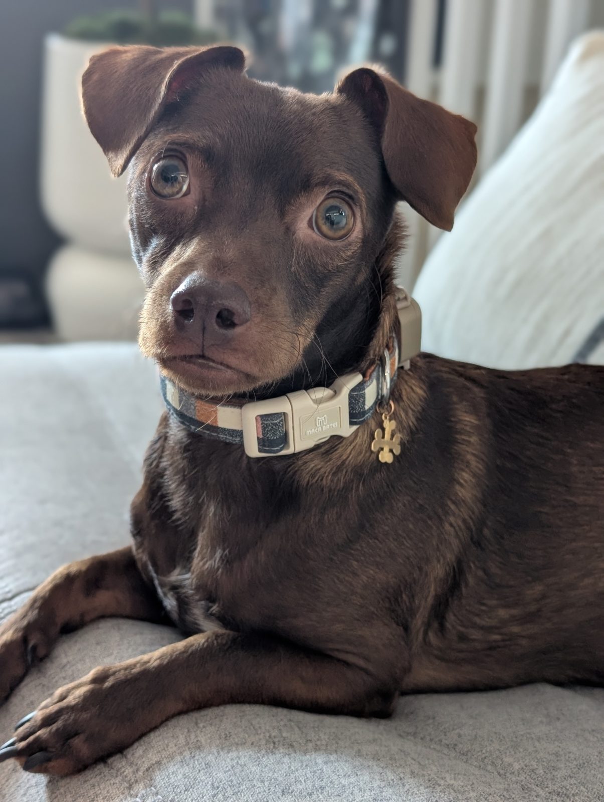 Lost Chocolate brown Chiweenie named Tommy in Stouffville