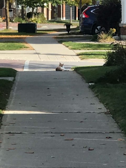 Found cat, orange and white, in Stouffville