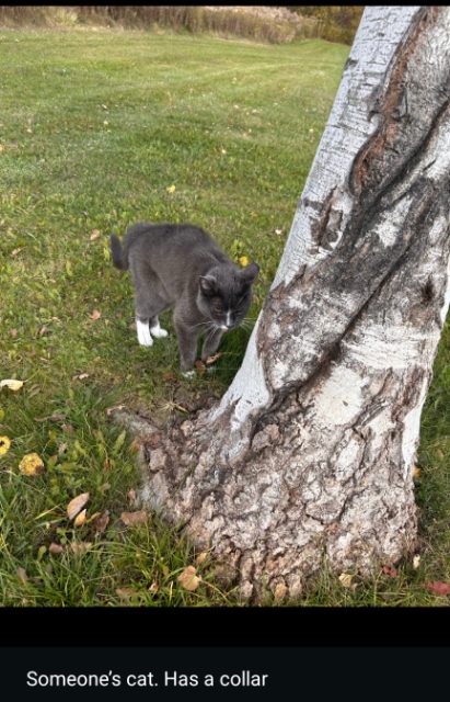 Found cat, grey with white back paws/ socks, in Stouffville