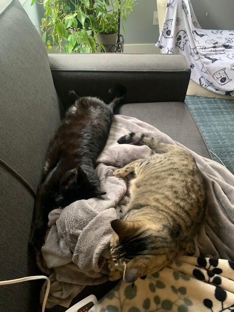 Lost DHC black with white patches on chest and belly named Bones in Abbotsford
