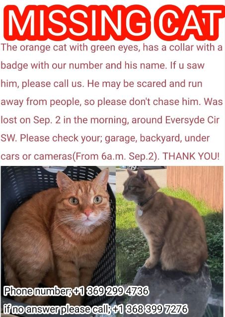 Lost Cat org tabby named Ginger in Calgary