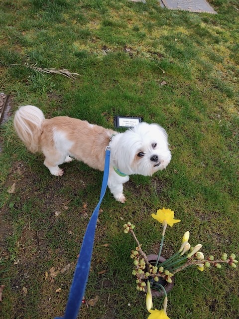 Snoopy