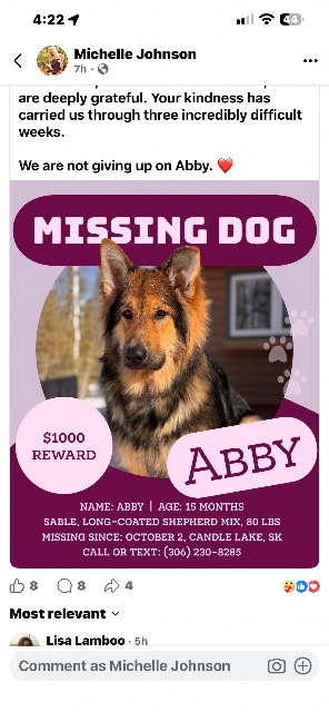 Lost Shepherd mix black/tan /red sable named Abby in Candle Lake Saskatchewan
