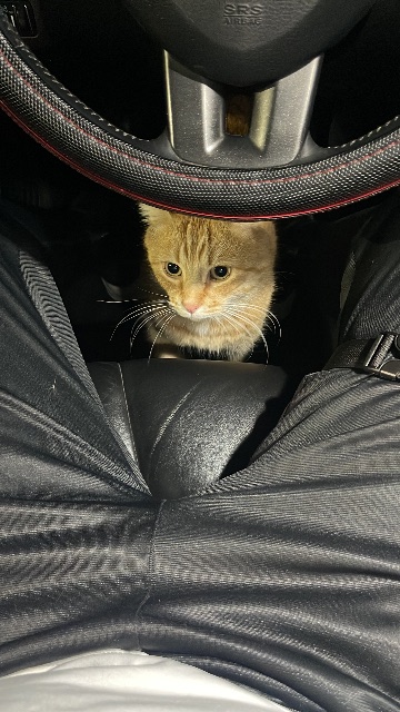 Found cat, jaune, in Drummondville