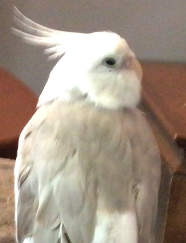 Lost Cockatiel white with light grey, beige wings named Cozy in Sarnia