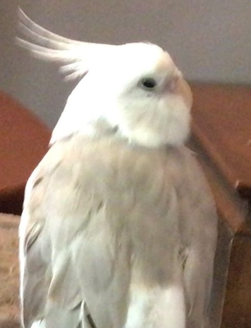 Lost Cockatiel white with light grey, beige wings named Cozy in Sarnia