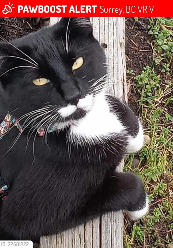 Lost tuxedo black /; white named babies boy in surrey