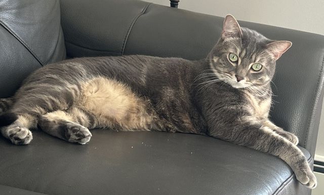 Lost Grey Tabby grey named Sheriff (original name is Wulfi) in Grande Prairie