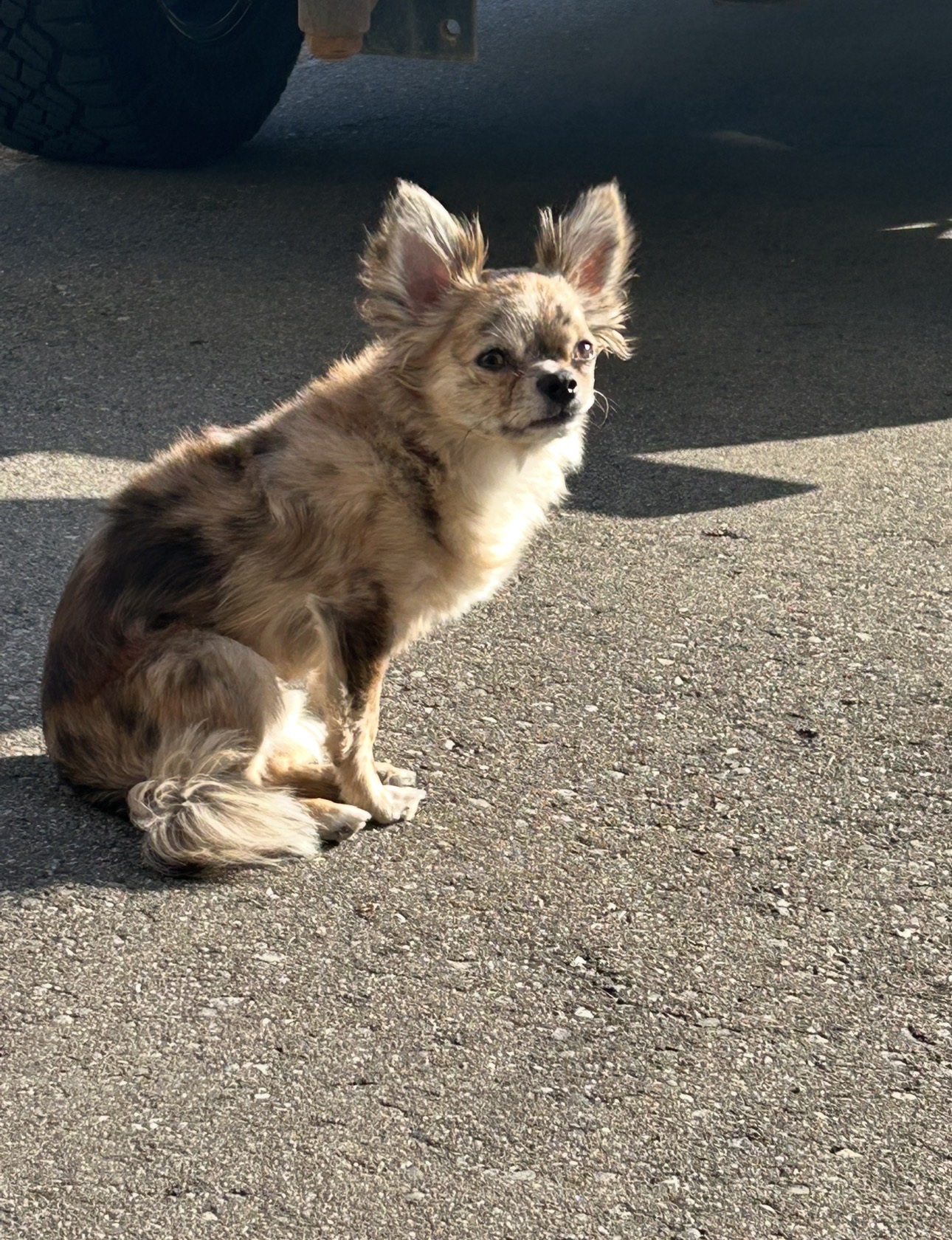 Lost Chihuahua brown named Nacho in Vaughan