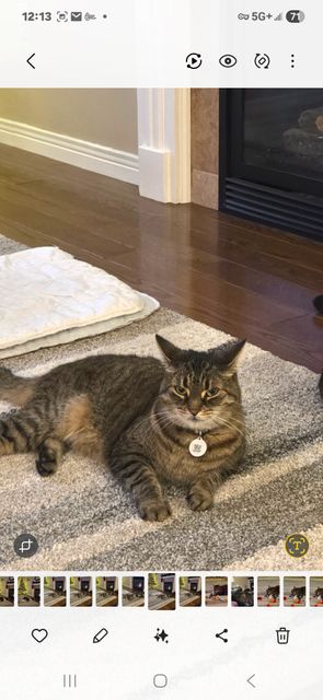 Lost Tabby grey named Meadow in Hannon