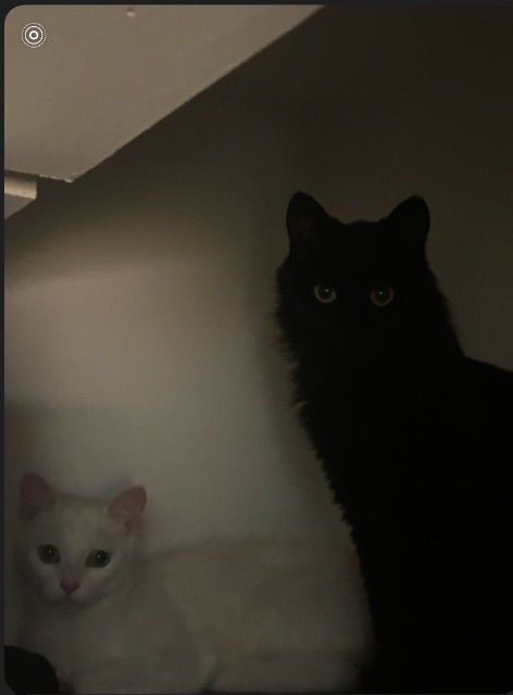 Lost Domestic Shorthair all white named Analia in Waterloo