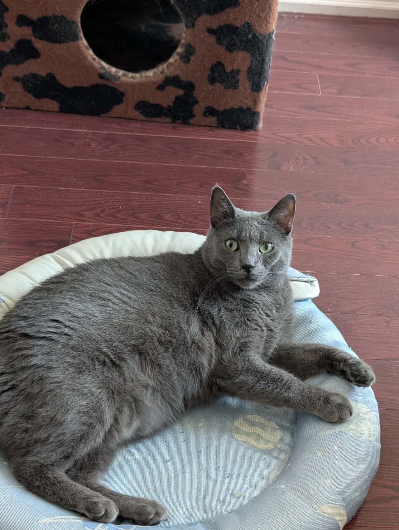JJ