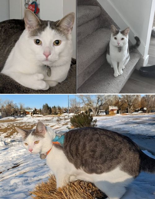 Lost mixed grey and white named Pelu in Calgary