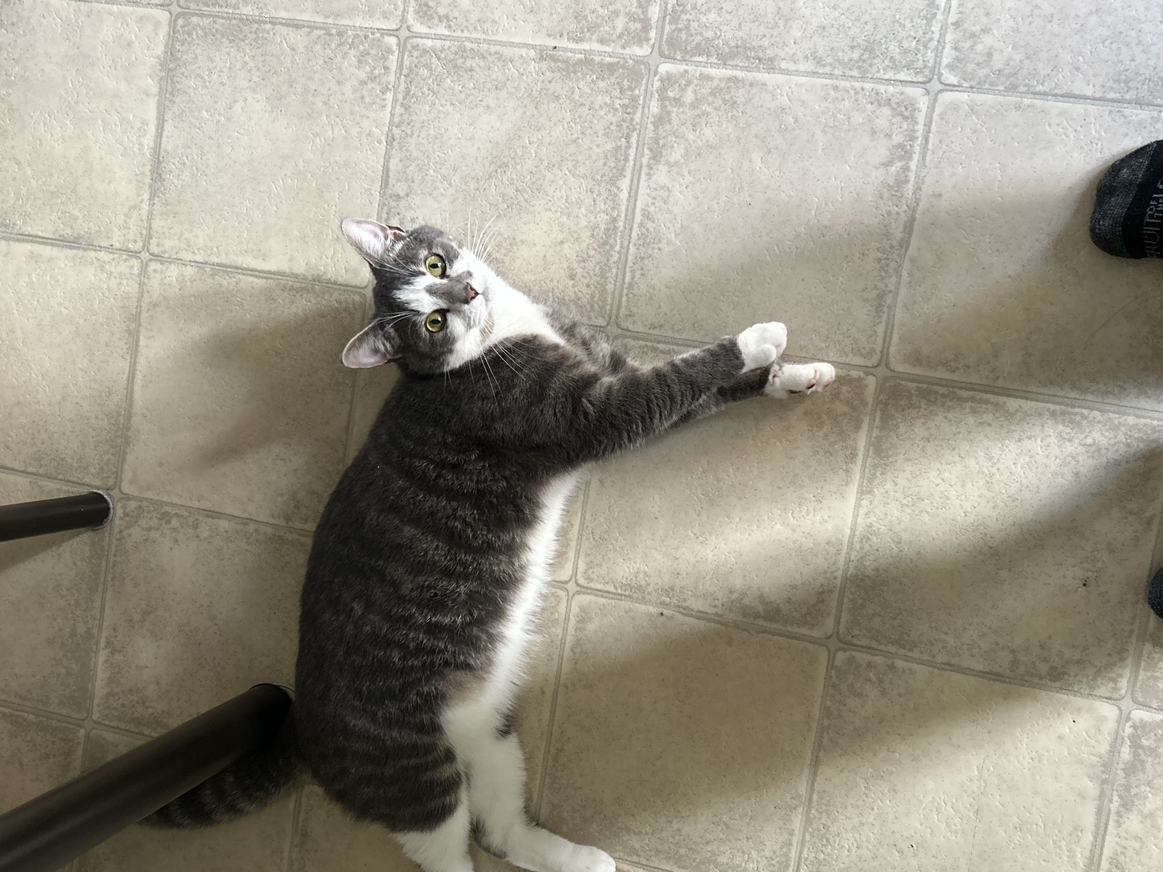 Lost Domestic shorthair grey with stripes named Frankie jay in Moncton
