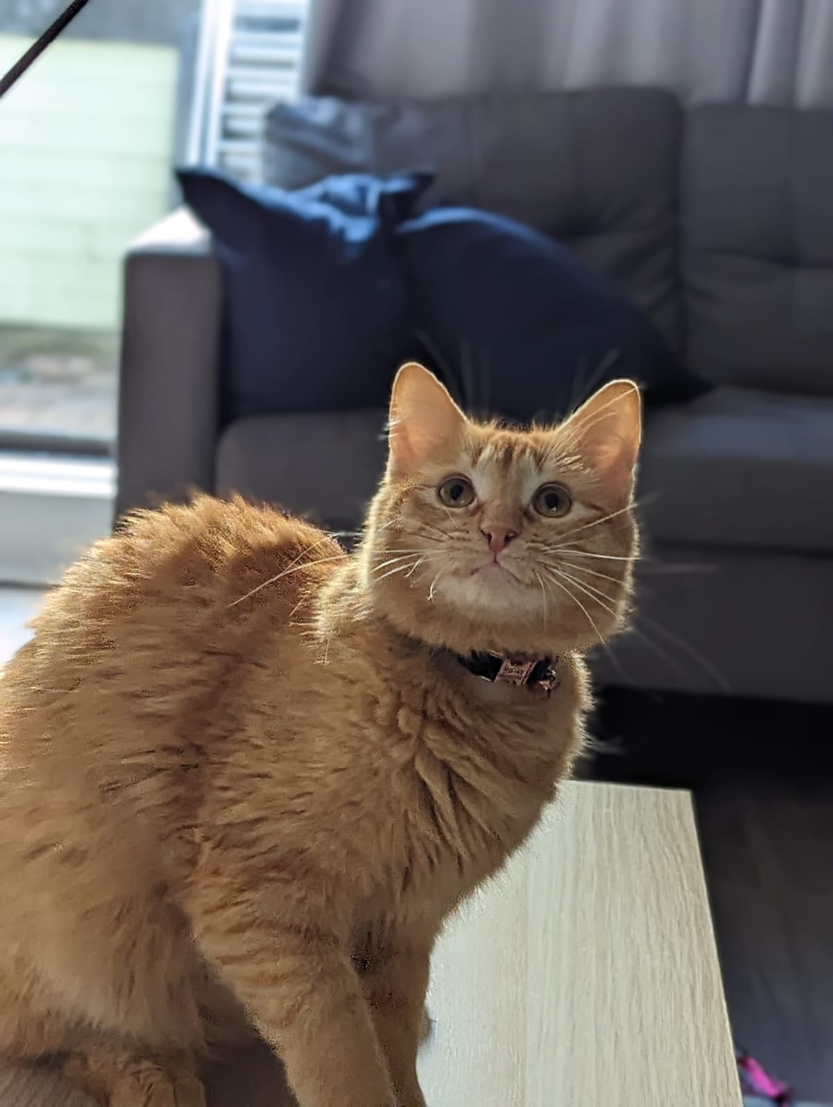 Shere Khan
