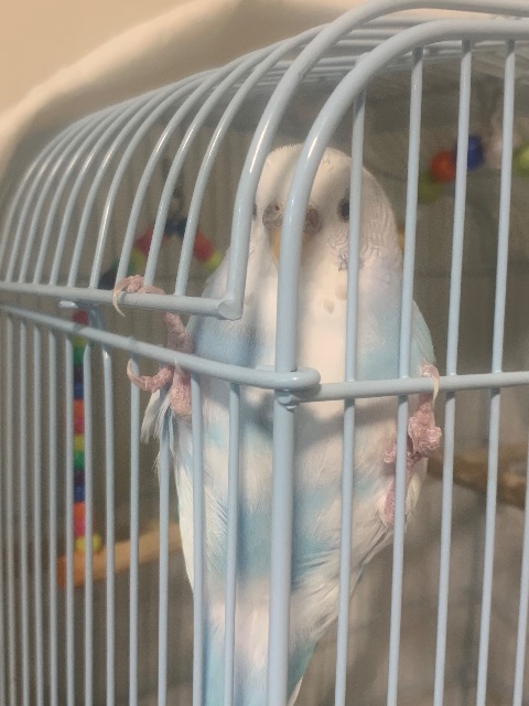 Lost Budgie blue and white named Sky in Calgary