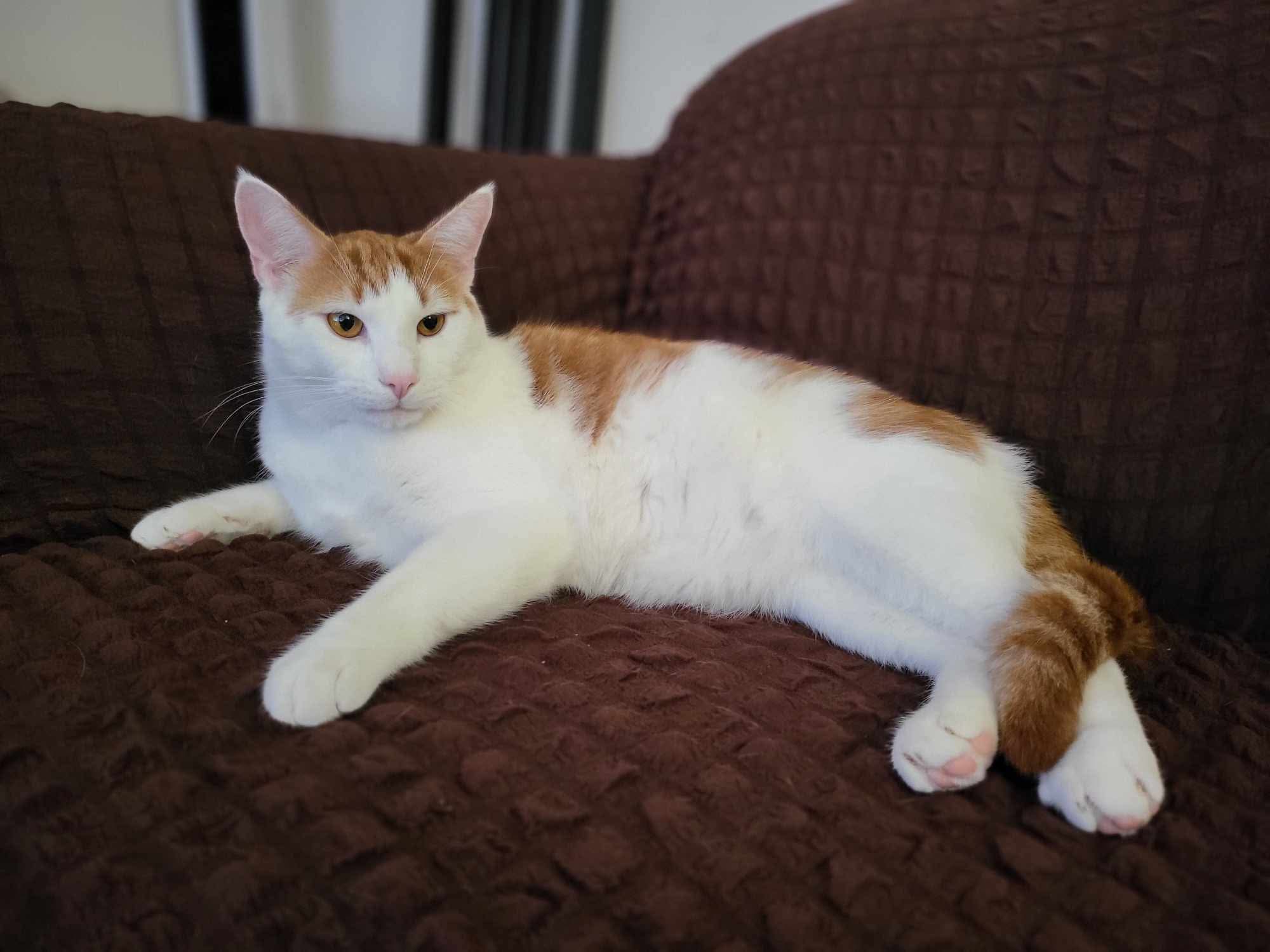 Lost Cat orange  white named Salt in Burnaby