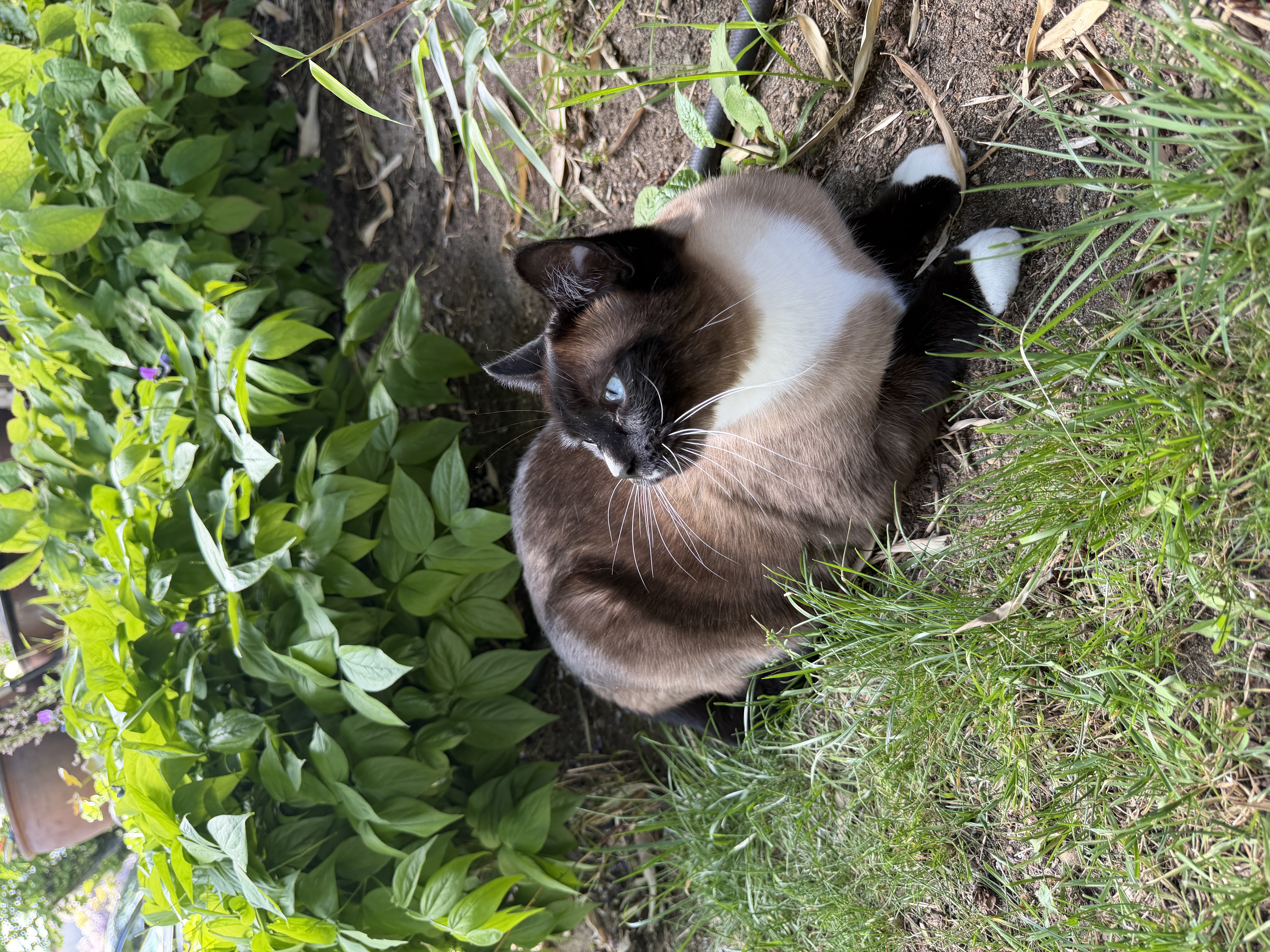 Lost Part Siamese brown and white named Soho in Burnaby