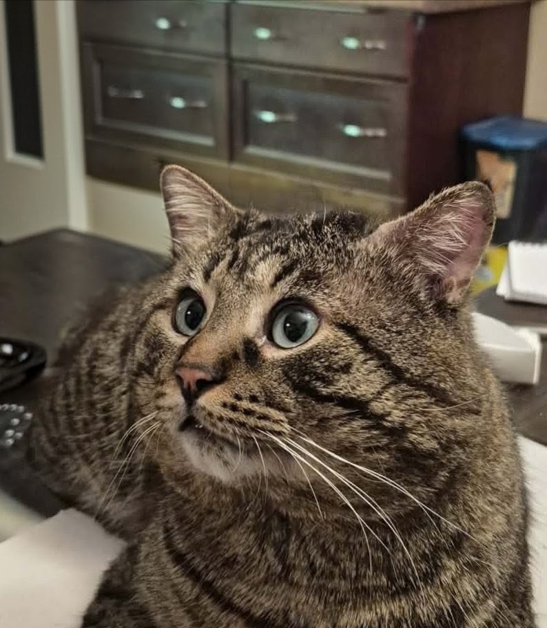 Lost Bengel/tabby brown and black named Zuumi in Ottawa