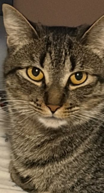 Lost Tabby brown/grey named Kelsi - she IS microchipped in Ajax