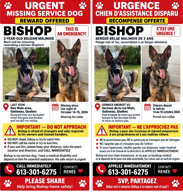 Lost Malinois german shepherd, coloring, black and tan named Bishop in Gatineau