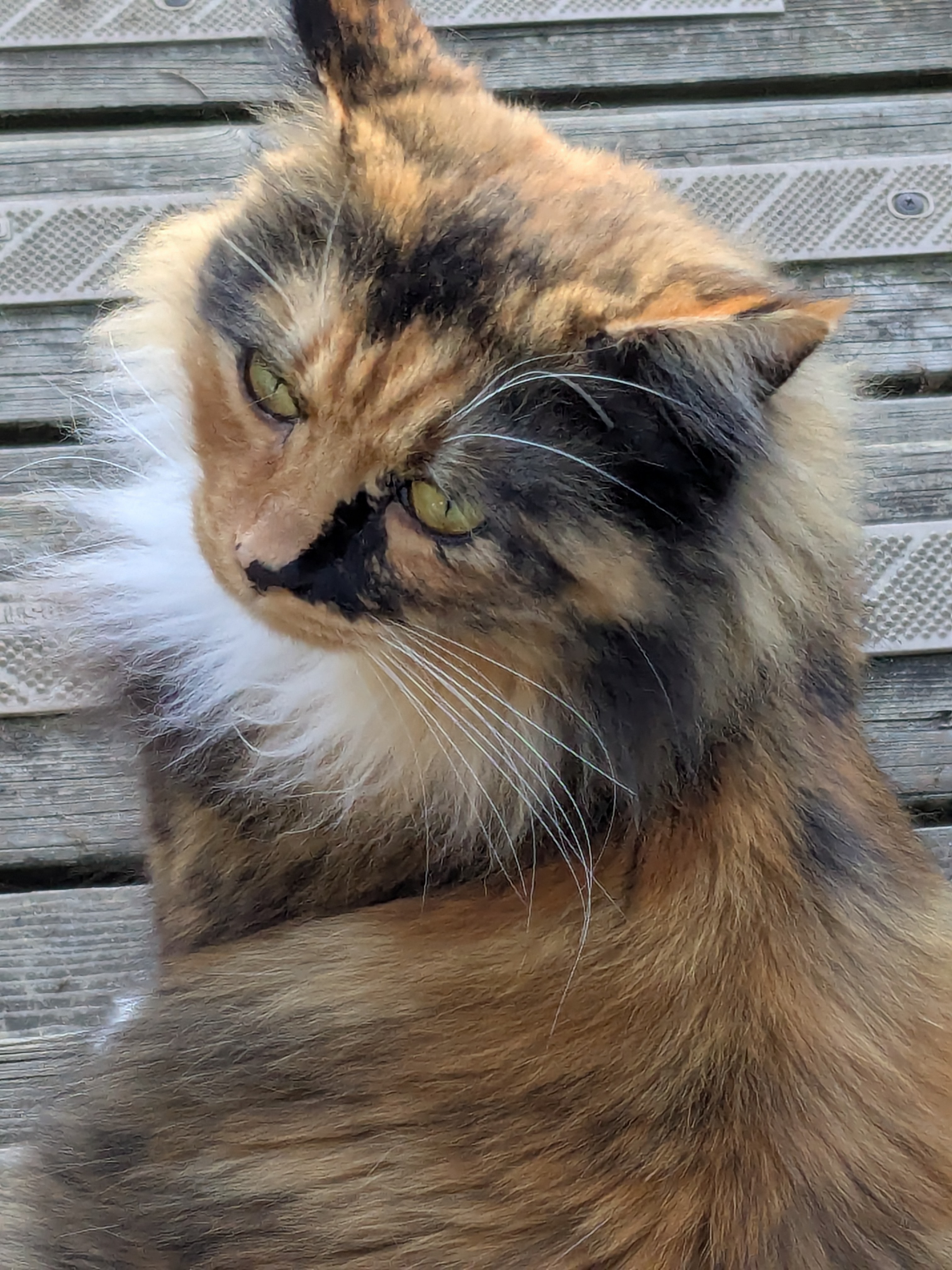 Maisy