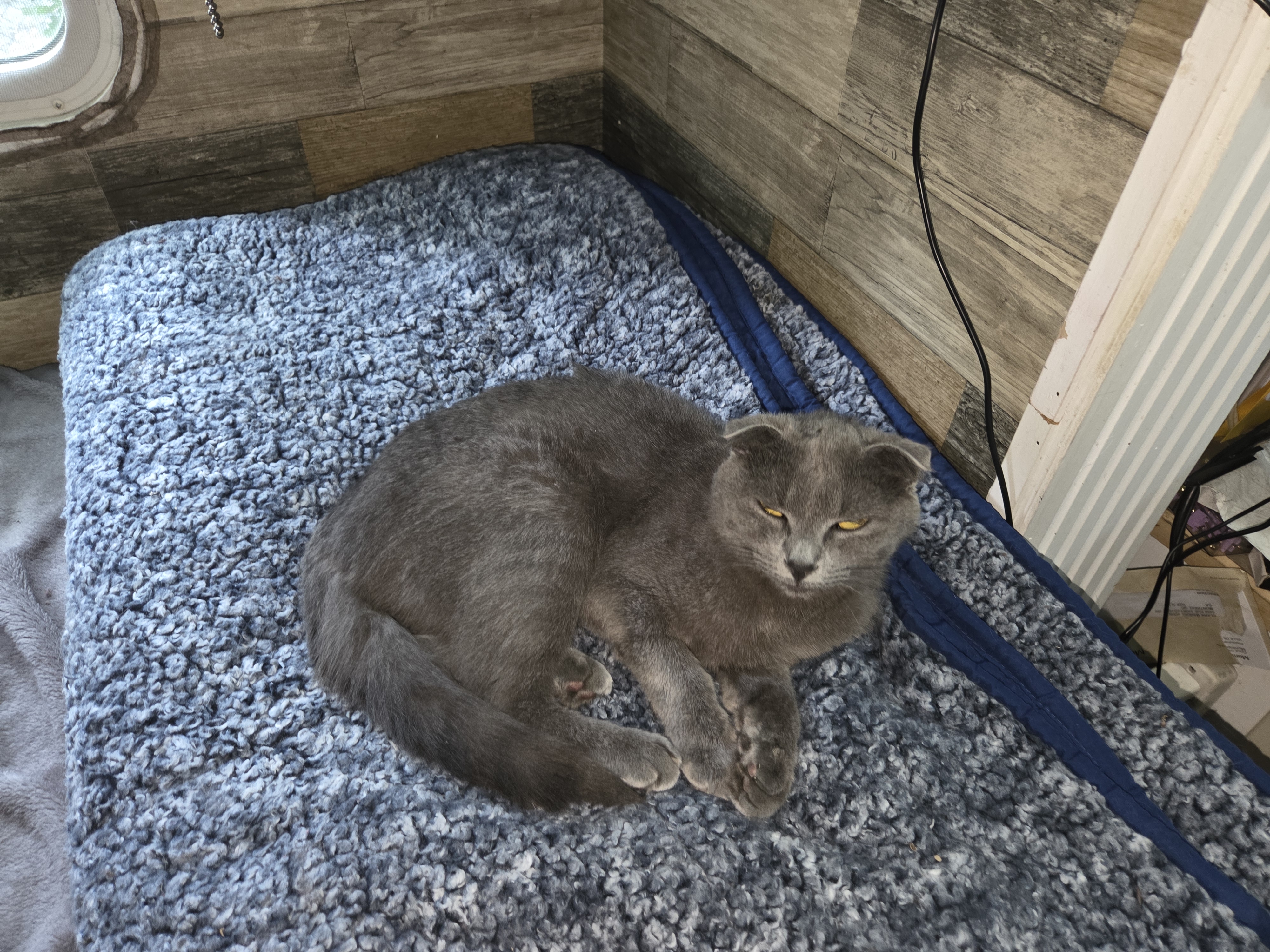 Gracie Boo