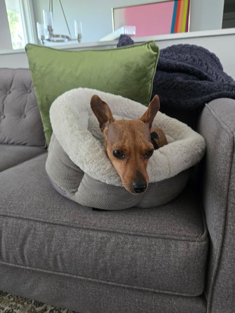 Lost Chihuahua cross brown named Wren in Calgary