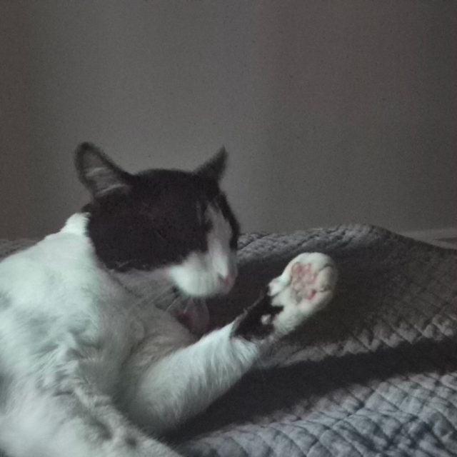 Lost Tuxedo black, white named Nino in Brossard