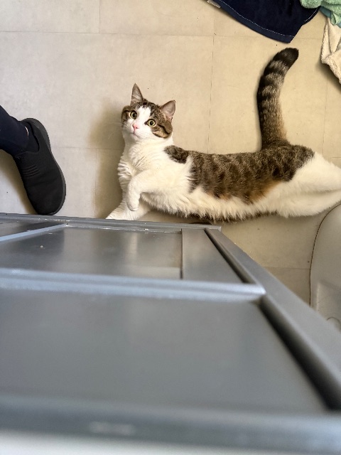 Lost Tabby white and tabby named Bootsy in Truro