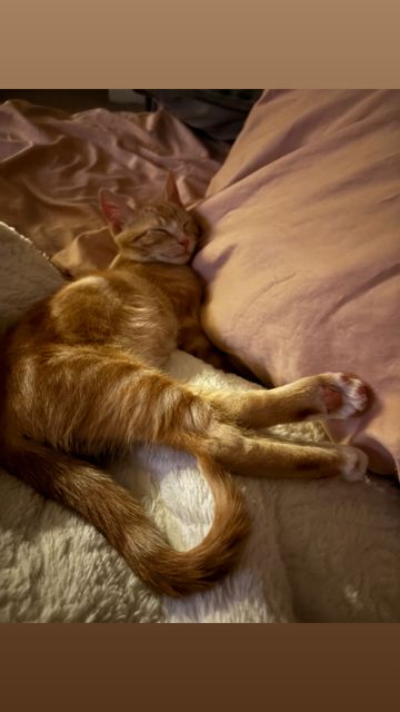 Lost Tabby cat orange named Ginger in Edmonton
