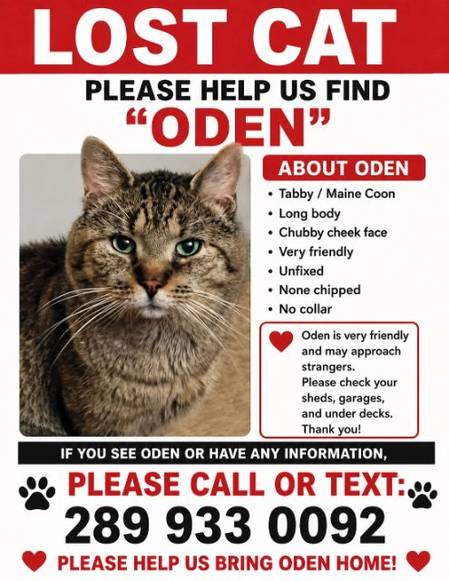 Lost tabby/mancoon brown named oden (boo bear) in niagar