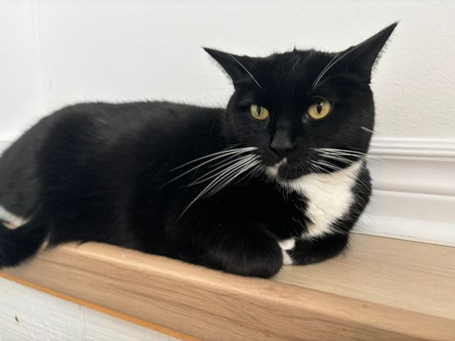 Lost mixed black and white spots named Seamus in Ottawa