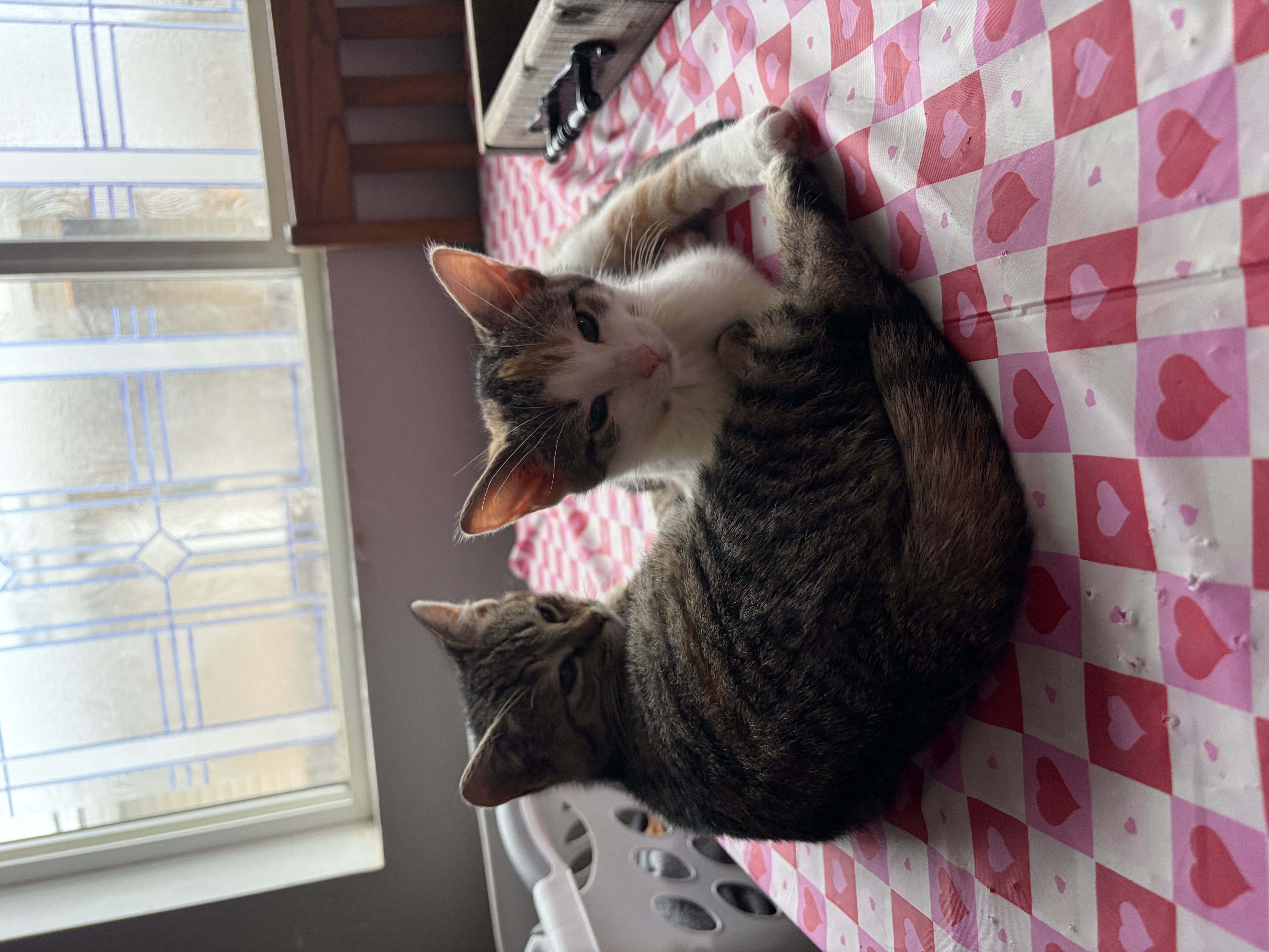 Peaches