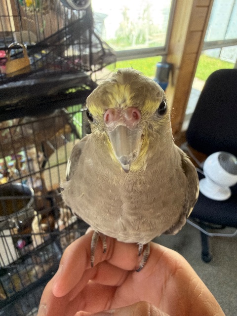 Lost Cockatiel grey named Chicken in Winnipeg